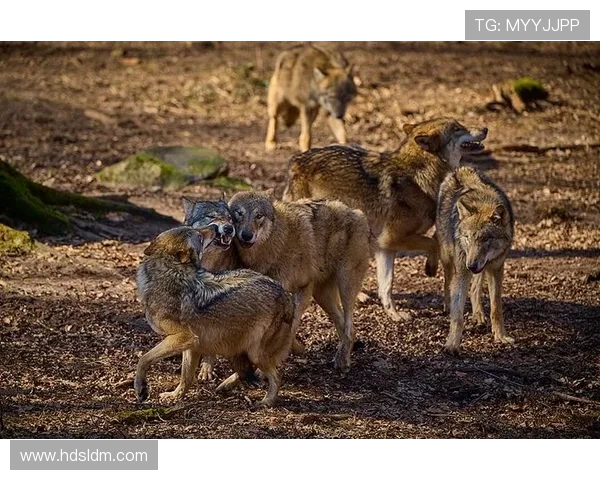 群狼逆袭多伦多:VCT CN 赛区的崛起之路 群狼逆袭多伦多:VCT CN 赛区的崛起之路